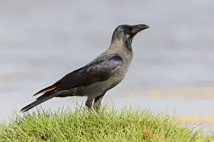 Corvidae Family Birds Drucke: House Crow