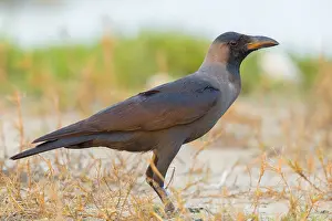 Gerahmter Druck : Hauskrähe. Häuserkrähe, Steht auf dem Boden, Salalah, Dhofar, Oman