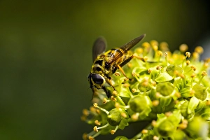 European Hoverfly Drucke: Hoverfly; Myathropa florea