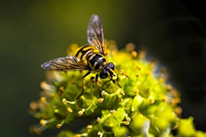 European Hoverfly Drucke: Hoverfly; Myathropa florea