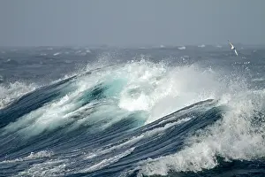 Southern Ocean Wildlife Drucke: Huge ocean wave