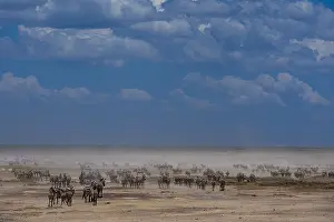 Tanzania National Park Animals Drucke: Hundreds of migrating Burchell's Zebra