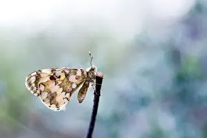 Asian Nature Photography Drucke: Hypermnestra helios