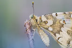 Bilder Datiert 30. April 2018: Hypermnestra helios