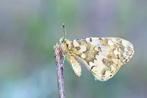 Bilder Datiert 30. April 2018: Hypermnestra helios