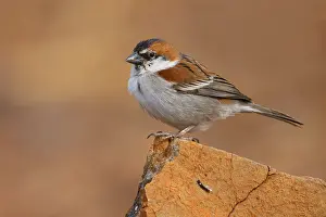 African Wildlife Animals Drucke: Iago Sparrow