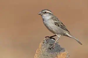 Iago Sparrow