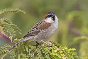 Gerahmter Druck : Iago Sparrow Gerahmter Druck : Iago Sparrow