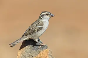 African Wildlife Birds Drucke: Iago Sparrow