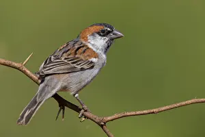 Gerahmter Druck : Iago Sparrow Gerahmter Druck : Iago Sparrow