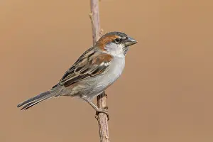 Passeriformes Species Drucke: Iago Sparrow