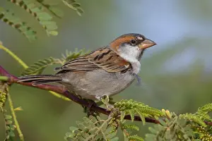 Wildlife In Africa Drucke: Iago Sparrow