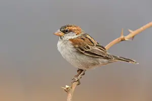 Passeriformes Species Drucke: Iago Sparrow