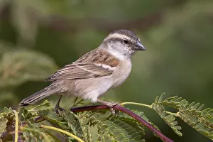 Bilder Datiert 19. März 2015: Iago Sparrow
