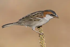 Passeriformes Species Drucke: Iago Sparrow