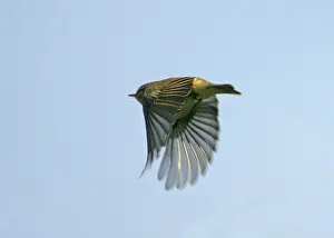 Iberische Braunkehlchen