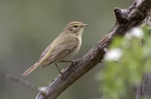 Spain Wildlife Photos Drucke: Iberian Chiffchaff, Phylloscopus ibericus