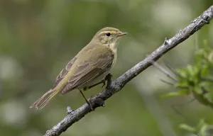 Spanish Wildlife Photos Drucke: Iberian Chiffchaff, Phylloscopus ibericus