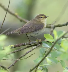 Wild Birds In Europe Drucke: Iberian Chiffchaff, Phylloscopus ibericus