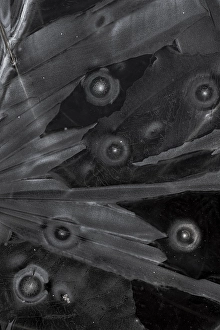 Black And White Winter Landscape Drucke: Ice crystals
