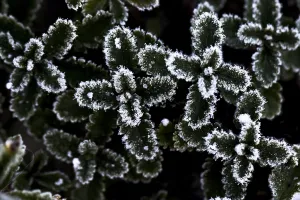 Black And White Winter Scene Drucke: Ice crystals on leaf