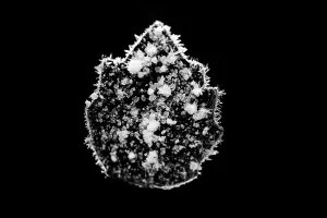 Black And White Winter Scene Drucke: Ice crystals on leaf