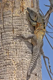 Iguana In Natural Habitat Drucke: Iguana spec