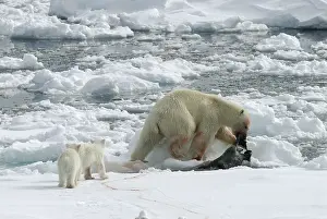 Ursus Maritimus Habitat Drucke: ijsbeer