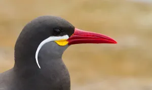 Inca Tern Drucke: Inca Tern