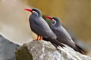 Inca Tern Drucke: Inca Tern