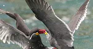 Inca Tern Drucke: Inca Tern, Larosterna inca