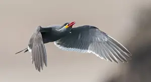 Inca Tern Drucke: Inca Tern, Larosterna inca