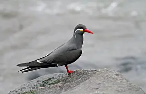 Inca Tern Drucke: Inca Tern, Larosterna inca