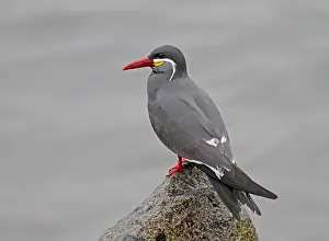 Gerahmter Druck : Inka-Tern, Larosterna inca. Gerahmter Druck : Inka-Tern, Larosterna inca.