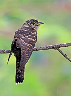 Asian Nature Photography Drucke: Indian cuckoo, Cuculus micropterus