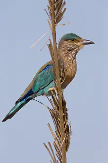 Coraciiformes Species Drucke: Indian Roller