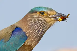 Middle East Nature Photography Drucke: Indian Roller