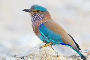 Coraciiformes Birds Drucke: Indian Roller