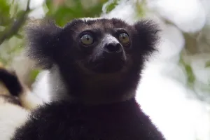 Critically Endangered Mammals Drucke: Indri (Indri indri)