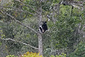 African Primate Photos Drucke: Indri, Indri indri
