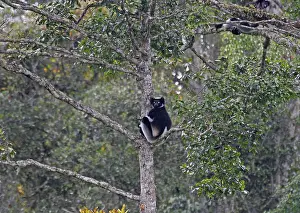 Critically Endangered Mammals Drucke: Indri, Indri indri