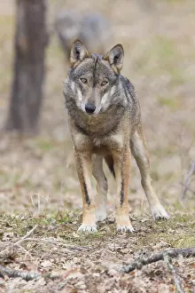 Italienischer Wolf