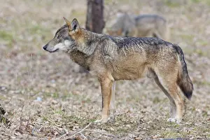 Italienischer Wolf