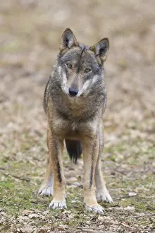 Canis Lupus Pictures Drucke: Italian Wolf