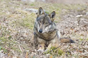 Canis Lupus Species Drucke: Italian Wolf