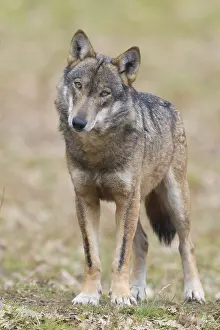 Predator Animals Drucke: Italian Wolf