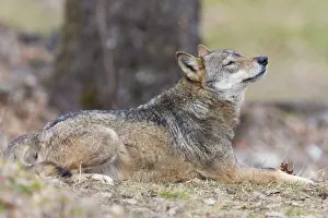 Canis Lupus Species Drucke: Italian Wolf