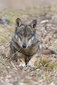 Canis Lupus Images Drucke: Italian Wolf