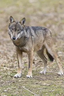 Predator Animals Drucke: Italian Wolf