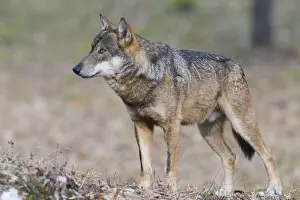 Canis Lupus Images Drucke: Italian Wolf